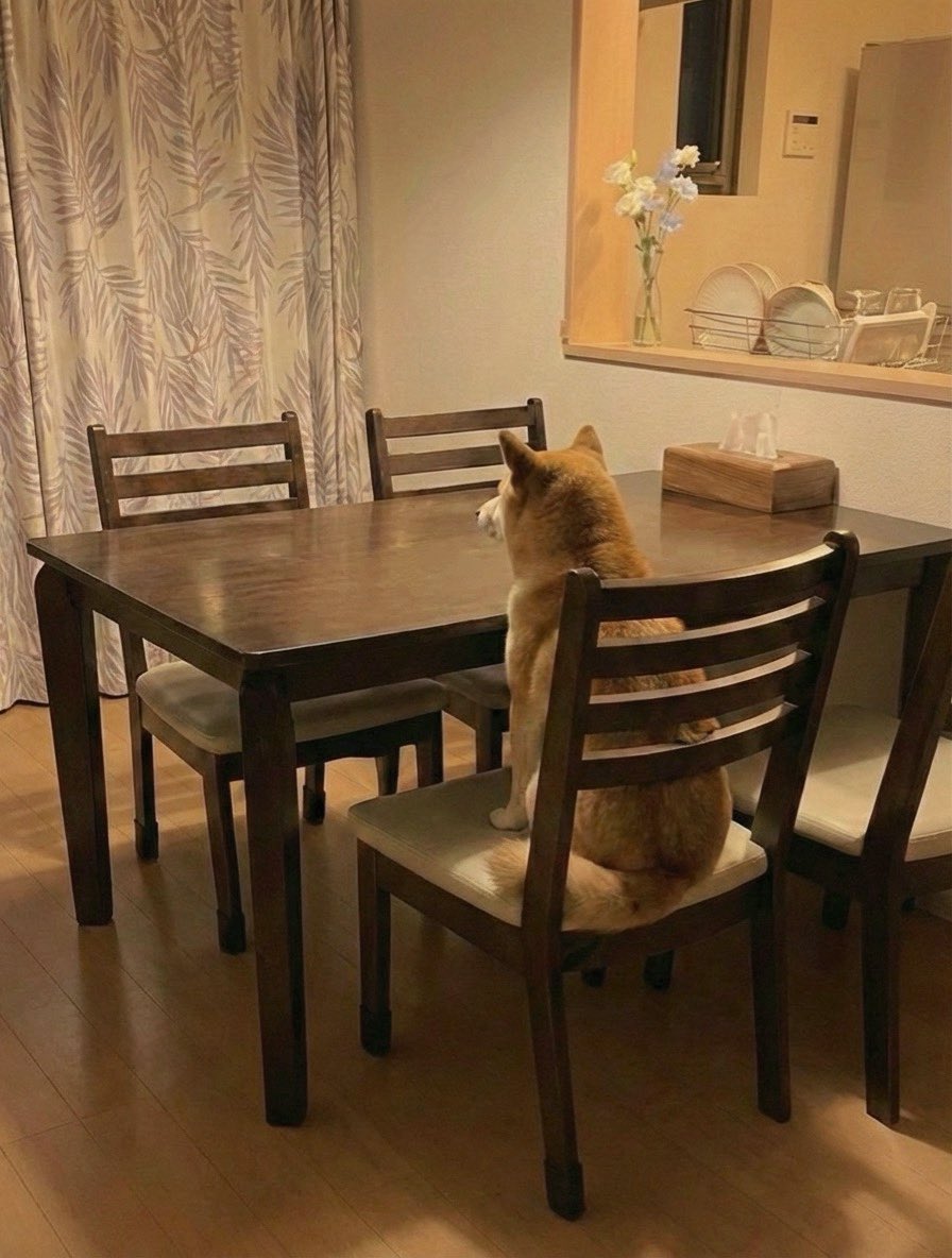 朝4時から朝食待つ犬の圧力じわじわくる