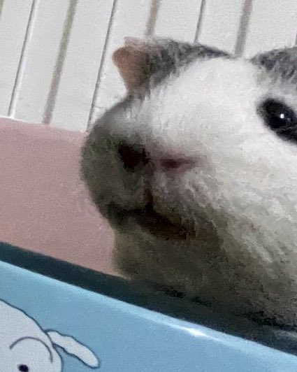 치와와/WAWA tweet media