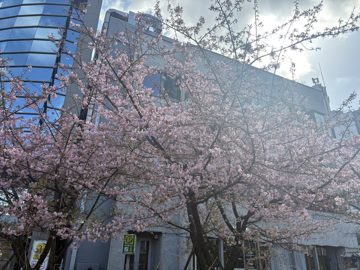 kodawari_dev's tweet photo. 都内某所

いやまだ2月なんだが、、 https://t.co/bCmzGctN44
