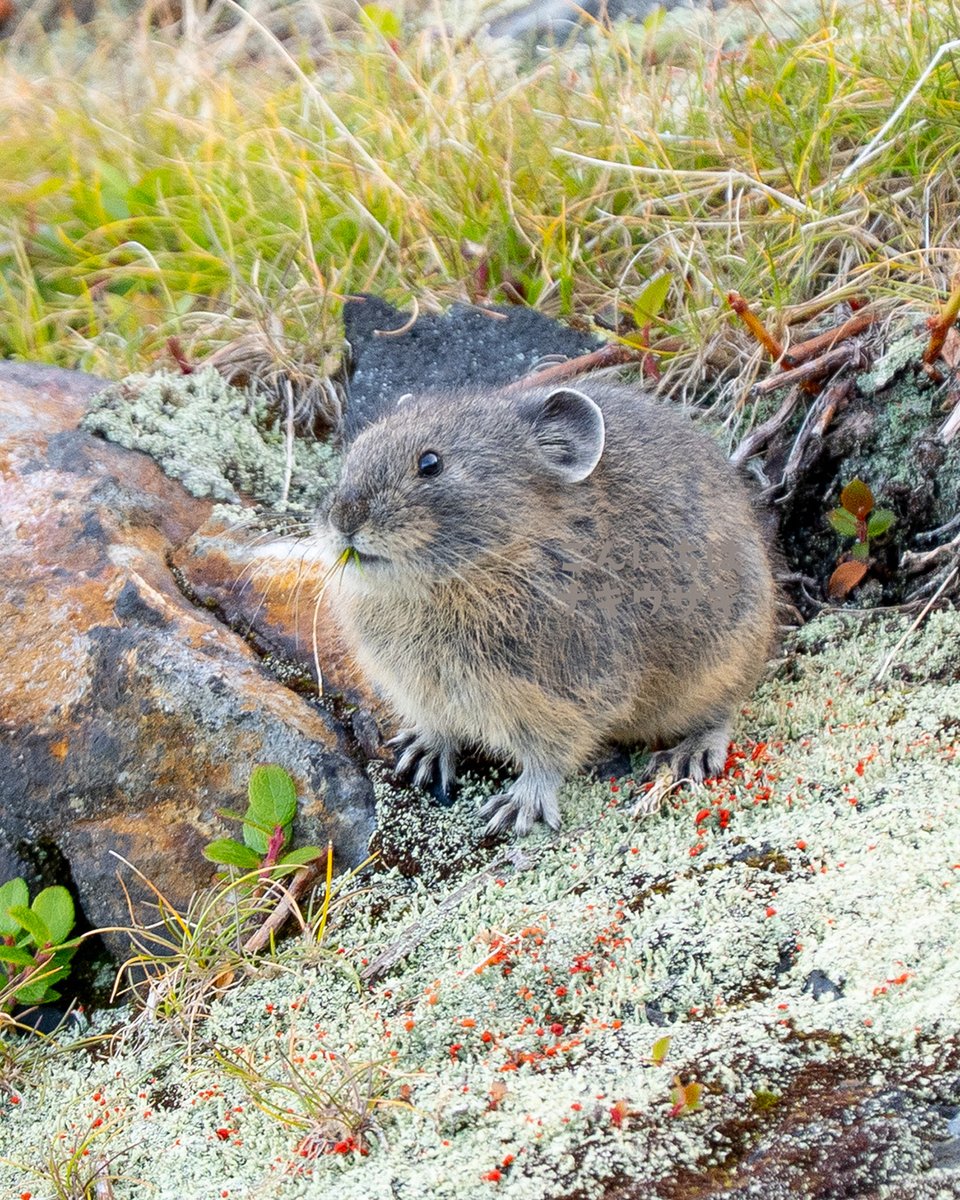 カピバラ㌠ (@capivara123) / Posts / X