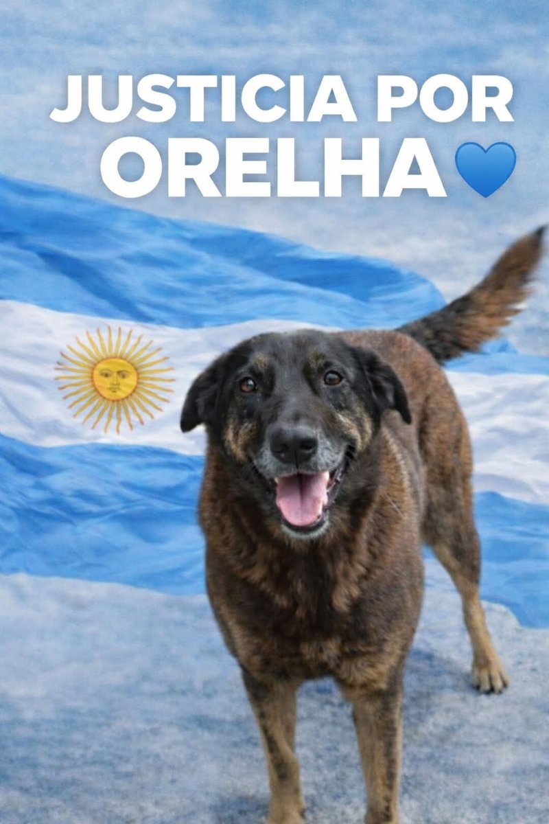 Autoridades do Brasil, O MUNDO pede JUSTIÇA POR ORELHA... aja em conformidade... com eficiência, transparência e rapidez. Escute o povo, o grito de multidões que não quer que este caso fique impune. Da Argentina, JUSTIÇA POR ORELHA JÁ! #30MILHOESDEORELHAS