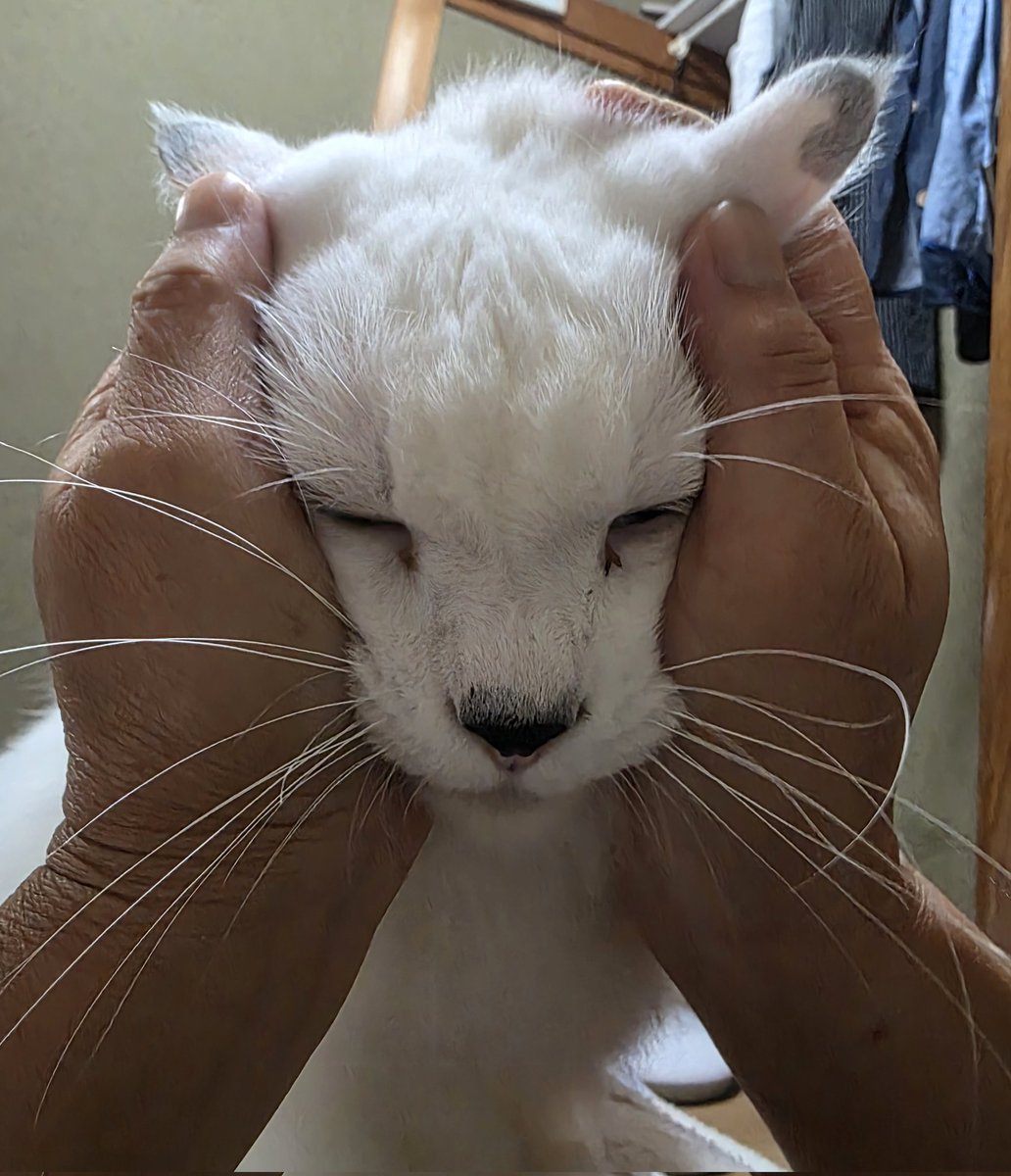 GALAXY_yoge's tweet photo. #猫好きさんと繋がりたい
#猫のいる幸せ https://t.co/YtKlI3LOAQ