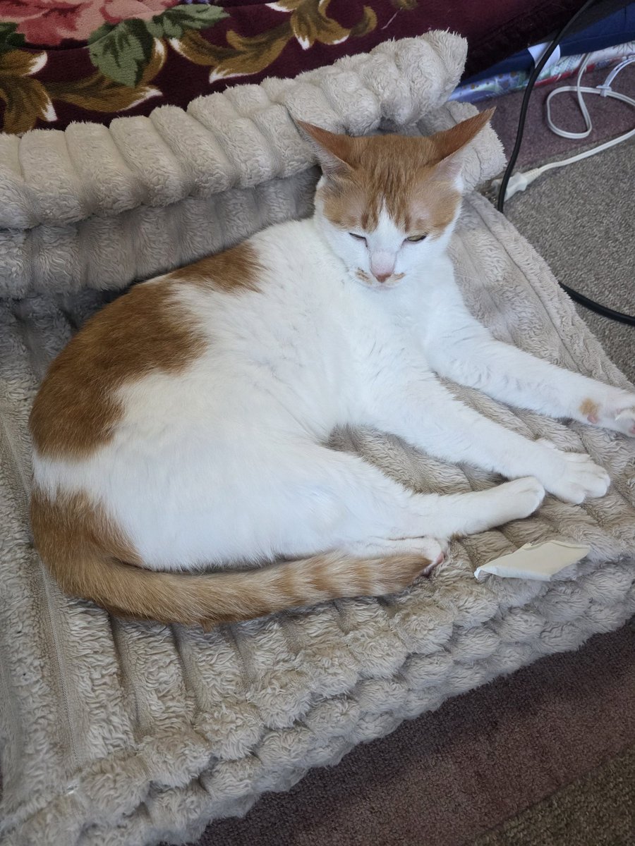 GALAXY_yoge's tweet photo. #猫好きさんと繋がりたい
#猫のいる幸せ https://t.co/YtKlI3LOAQ
