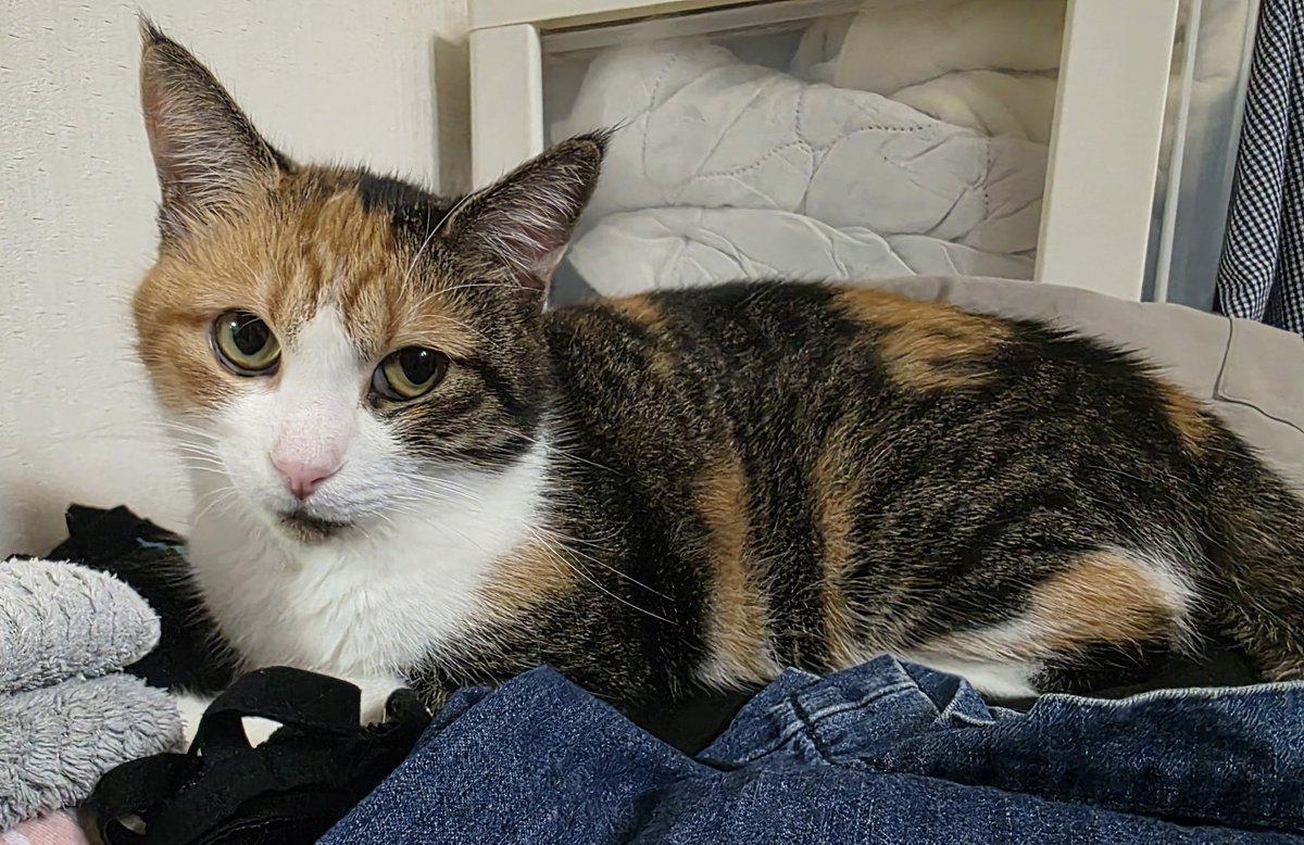 GALAXY_yoge's tweet photo. #猫好きさんと繋がりたい
#猫のいる幸せ https://t.co/YtKlI3LOAQ