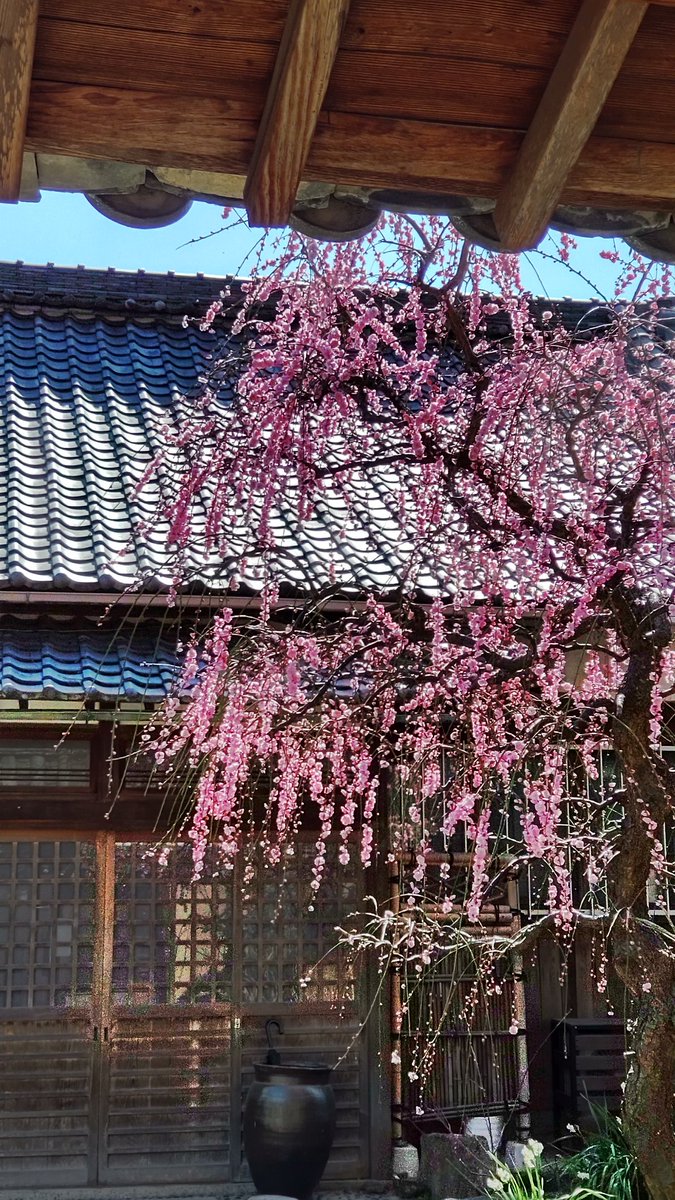naramachisala's tweet photo. 西大寺の中にある梅がよい香りでした https://t.co/PUllTTc0DD