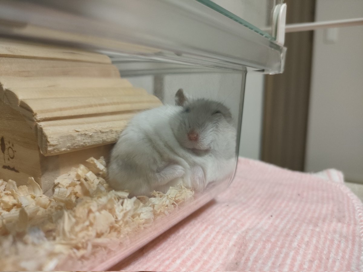 kanahm's tweet image. 寝ている #ハムスター