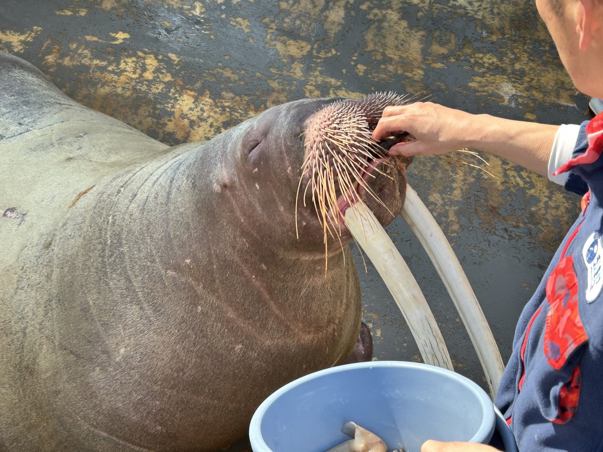 20-year-old walrus cow Izumi returned to the Oita Marine Palace Aquarium from her breeding loan to Minamichita Beach Land on February 22nd, 2026. 

📰 umitamago.jp/2026/02/22/izu…
📰 beachland.jp/news/9338/