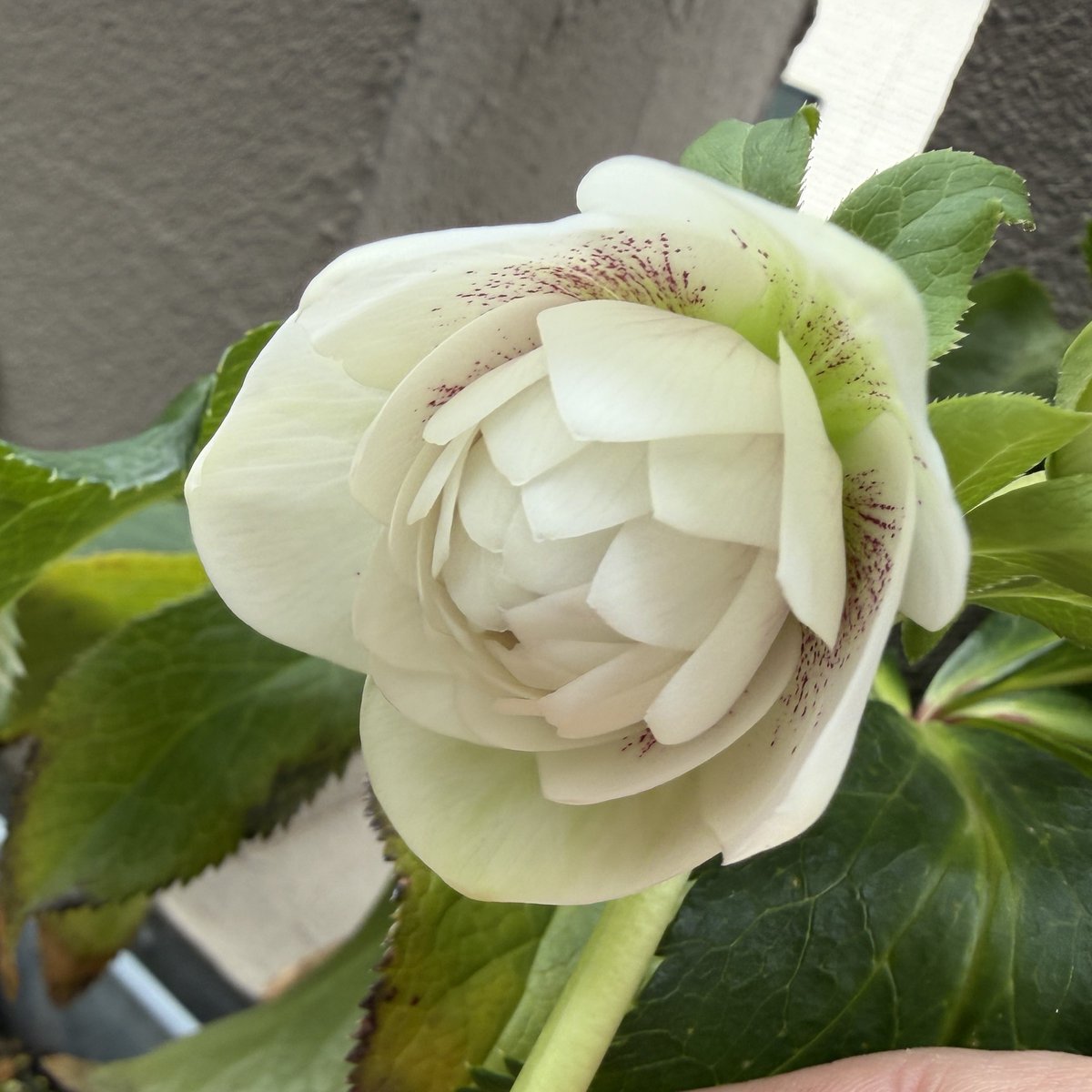 クリスマスローズ開花。 めっちゃ好きなやつ。 dd WH 多弁