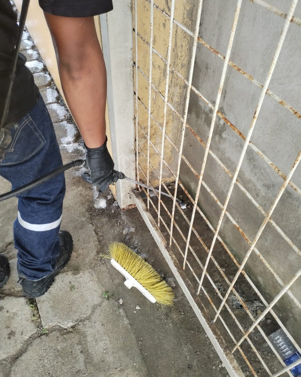 bht_cdp's tweet photo. ¿Sabías que las termitas subterráneas pueden destruir tu casa sin que te des cuenta?  A diferencia de otras plagas, estas avanzan desde el suelo, devorando estructuras, marcos de puertas y muebles desde adentro hacia afuera.
#TermitasSubterraneas #CuidadoDelHogar #Ecuador https://t.co/tdytxb2gaa