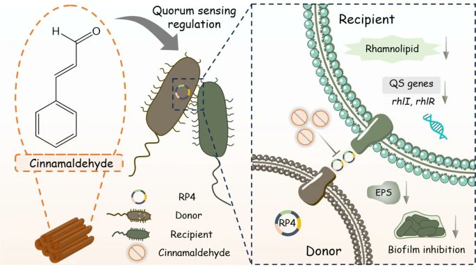 EngEnv_journal's tweet photo. 📢 New research highlights a promising strategy to curb #antibioticresistance spread: Cinnamaldehyde attenuates intergeneric horizontal transfer of antibiotic resistance genes (#ARGs) by disrupting #quorumsensing. 🧫#PublicHealth
https://t.co/YanQI7DZd5 https://t.co/UvP56yYLWh