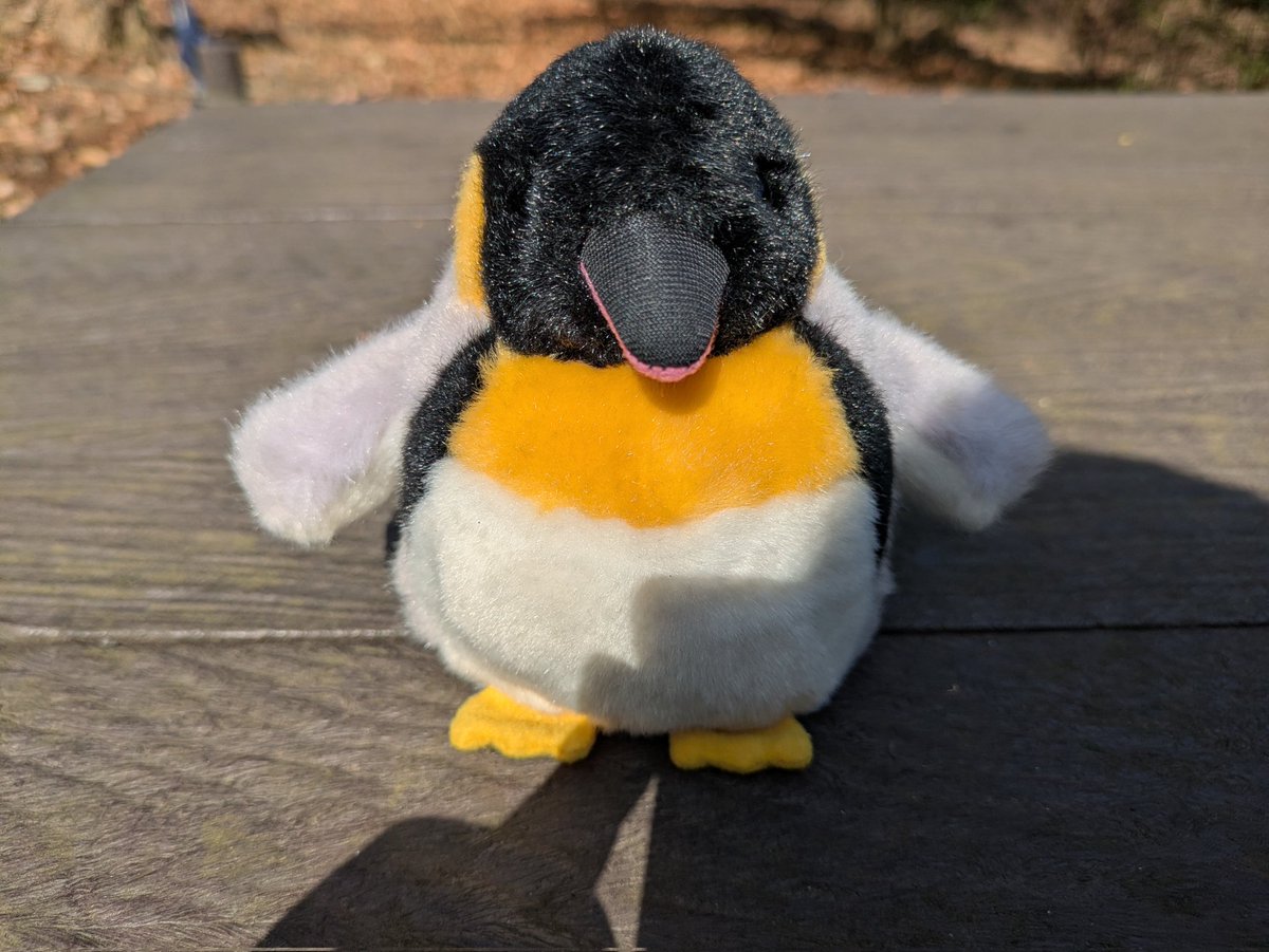 にゃー吉 (@nya_kichi_1215) / Posts / X