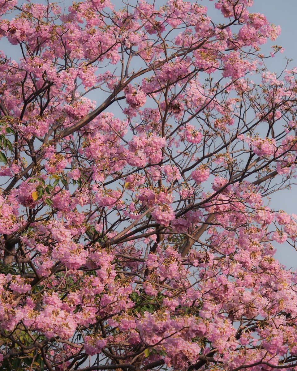 เห็นชมพูพันธุ์ทิพย์ช่วงนี้กำลังบานสวย
ในใจอยากให้มีเยอะๆเลย 
เพราะว่าส่วนตัวคิดว่าเป็นดอกไม้ที่สวยมาก
ถ้าปลูกเยอะๆแบบประเทศญี่ปุ่นเช่นซากุระ 
(เปรียบเทียบให้เห็นภาพ ไม่ได้บอกว่าเหมือน) 
คิดว่าน่าจะเป็นแลนด์มาร์กดีๆ สำหรับนักท่องเที่ยวได้เลยนะ 🥰🌸