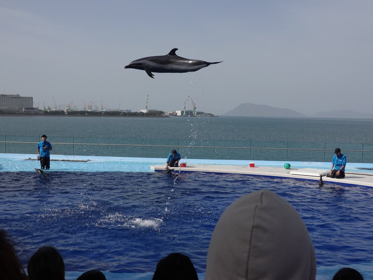 瀬戸内の 海をバックに イルカショー #albirex #新潟サポ讃岐遠征