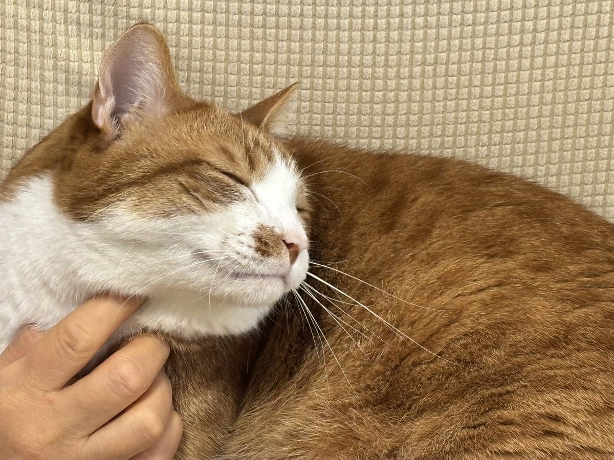 3連休の3日目。妻に甘える茶々丸。 #猫のいる暮らし #茶々丸