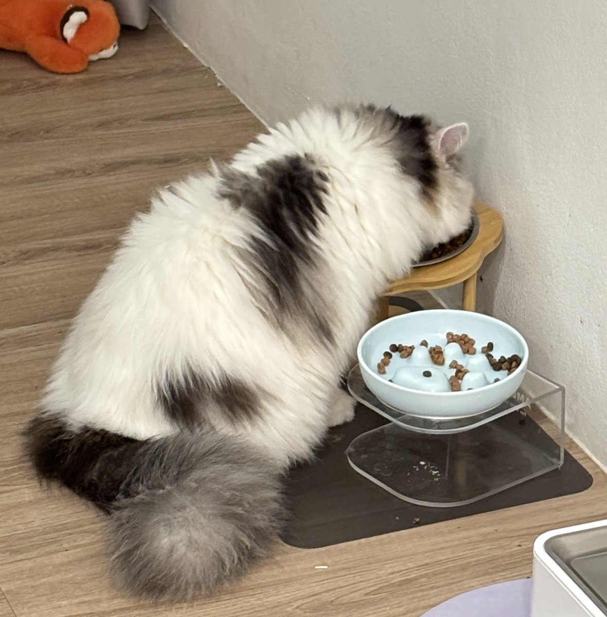 10vedec's tweet image. จั้นก็ให้ข้าวฮีนิดเดียว ฮีอ้วนได้ไงฟ้ะ