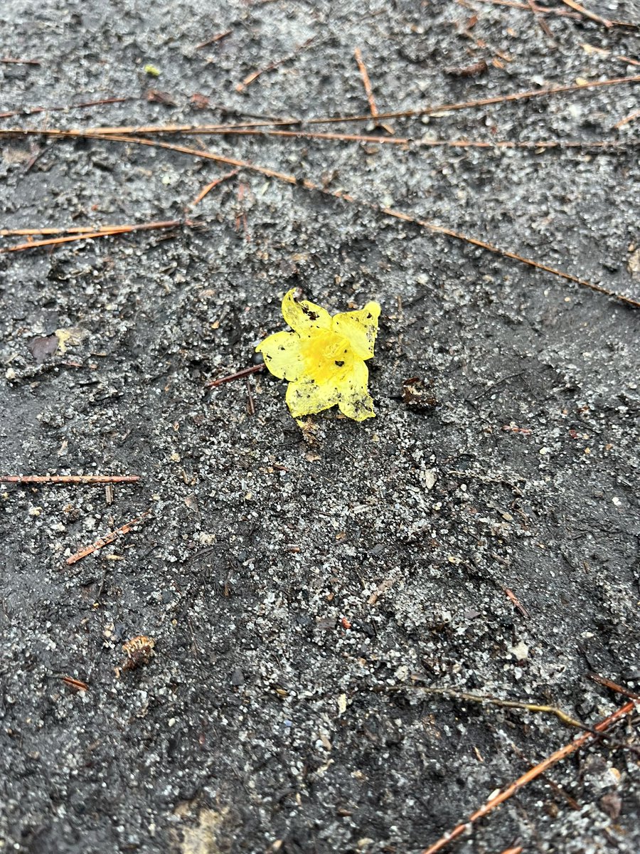 chloe casanova tweet media