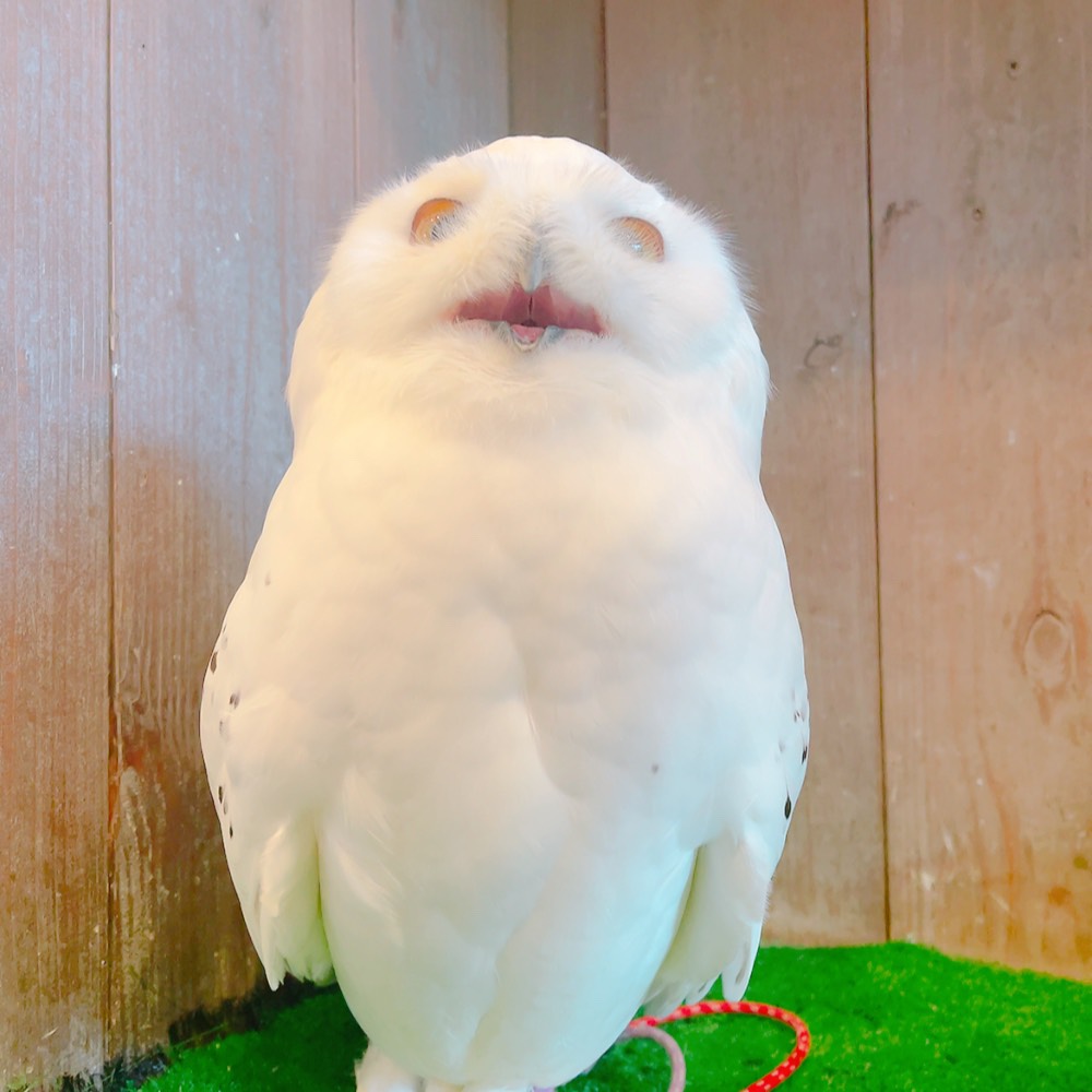 原宿店】 お髭がもふもふ過ぎてちょっと 面白くなってしまったトウル