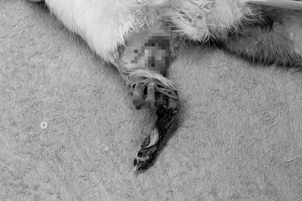 เคสด่วน‼️วอนขอน้ำใจช่วยเหลือน้องแมวถูกรถชนอาการโคม่า ขาขาดสภาพยับเยิน กระดูกโผล่ออกมาให้เห็น โปรดร่วมแบ่งปันน้ำใจอันมีค่าของคุณผ่านการบริจาคตอนนี้ เพื่อให้สัตว์บาดเจ็บยากไร้ที่รอความช่วยเหลือเร่งด่วน ได้รับการรักษาพยาบาลและการดูแลอย่างที่ต้องการ