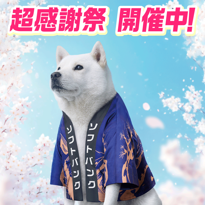 1週間限定‼️ ソフトバンク「頂祭」開催中✨ 端末付き契約をご検討中の