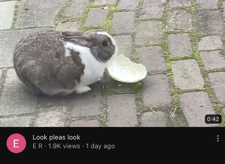 swooqp's tweet image. Look pleas look