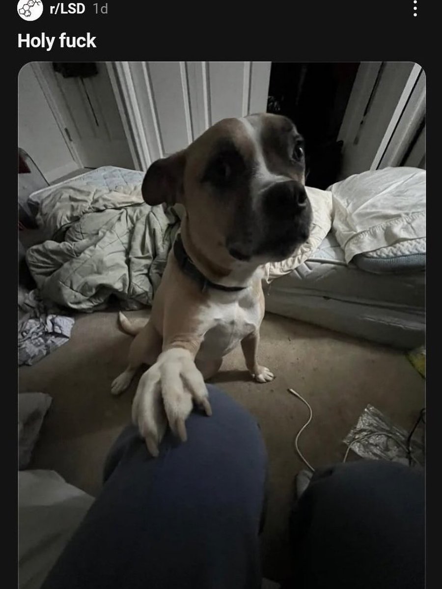 Reddit But Funny tweet media