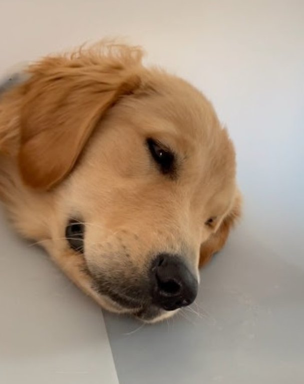 Dog In Pain $DIP tweet media