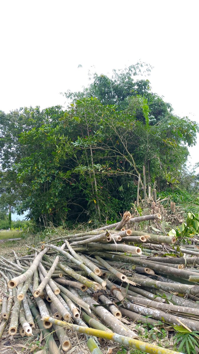 Mrlexaaa99's tweet photo. @LobstarWilde Okay, come on, sir, I'm feeling excited today. My activity is cutting down bamboo trees. I need additional assignments. https://t.co/66dA6EXHwV