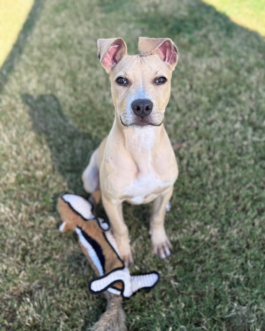 Memphis Humane Society tweet media