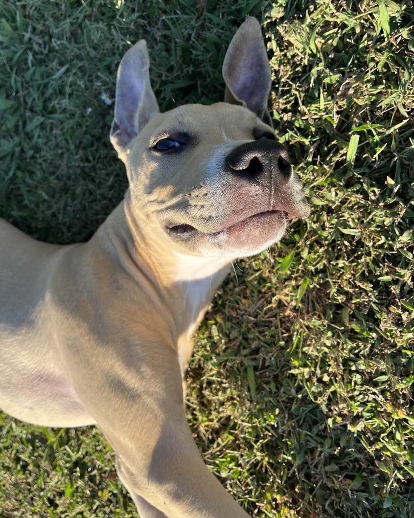 Memphis Humane Society tweet media