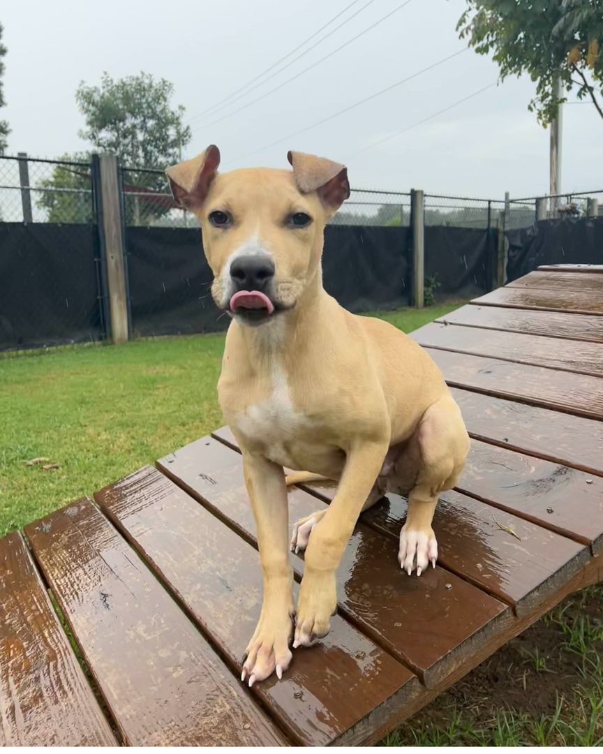 Memphis Humane Society tweet media