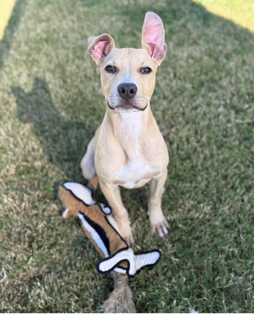 Memphis Humane Society tweet media