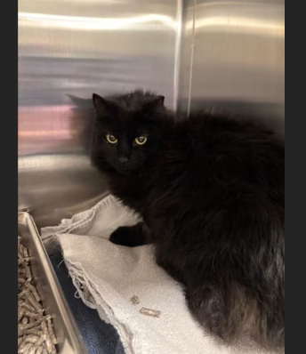 HollywoodDogs's tweet photo. Quincy, a 3-year-old black cat at a full shelter in #Derwood, #MD, needs a forever home, a foster home, or rescue https://t.co/ITcM9UPe8Z #URGENT #blackcat #AdoptableCatofDay 🐈‍⬛ https://t.co/IbKWxANi3s