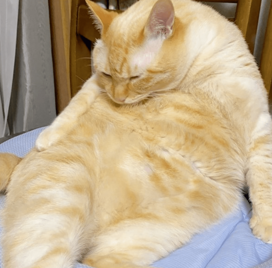 Mark O'Neill tweet media