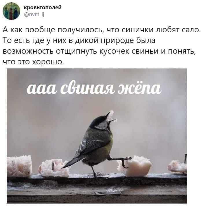 Радио Ночных котов 🇨🇦💙💛🇺🇦 tweet media