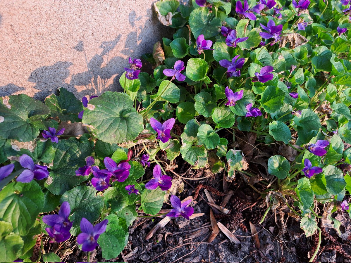 Anneke Bode 🌿 tweet media