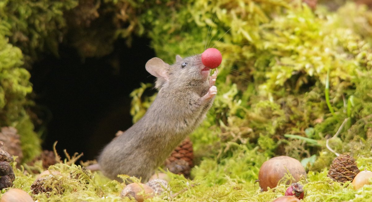 simon_dell_tog's tweet image. So we thought today we would do our bit for Comic Relief this year . So I asked the mice if they could make some red noses and come out wearing them .  #rednoseday #ComicRelief