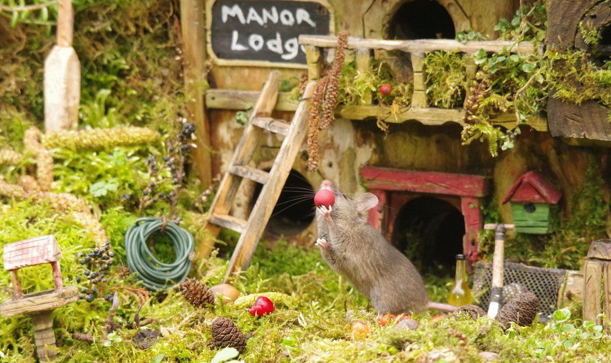 simon_dell_tog's tweet image. So we thought today we would do our bit for Comic Relief this year . So I asked the mice if they could make some red noses and come out wearing them .  #rednoseday #ComicRelief