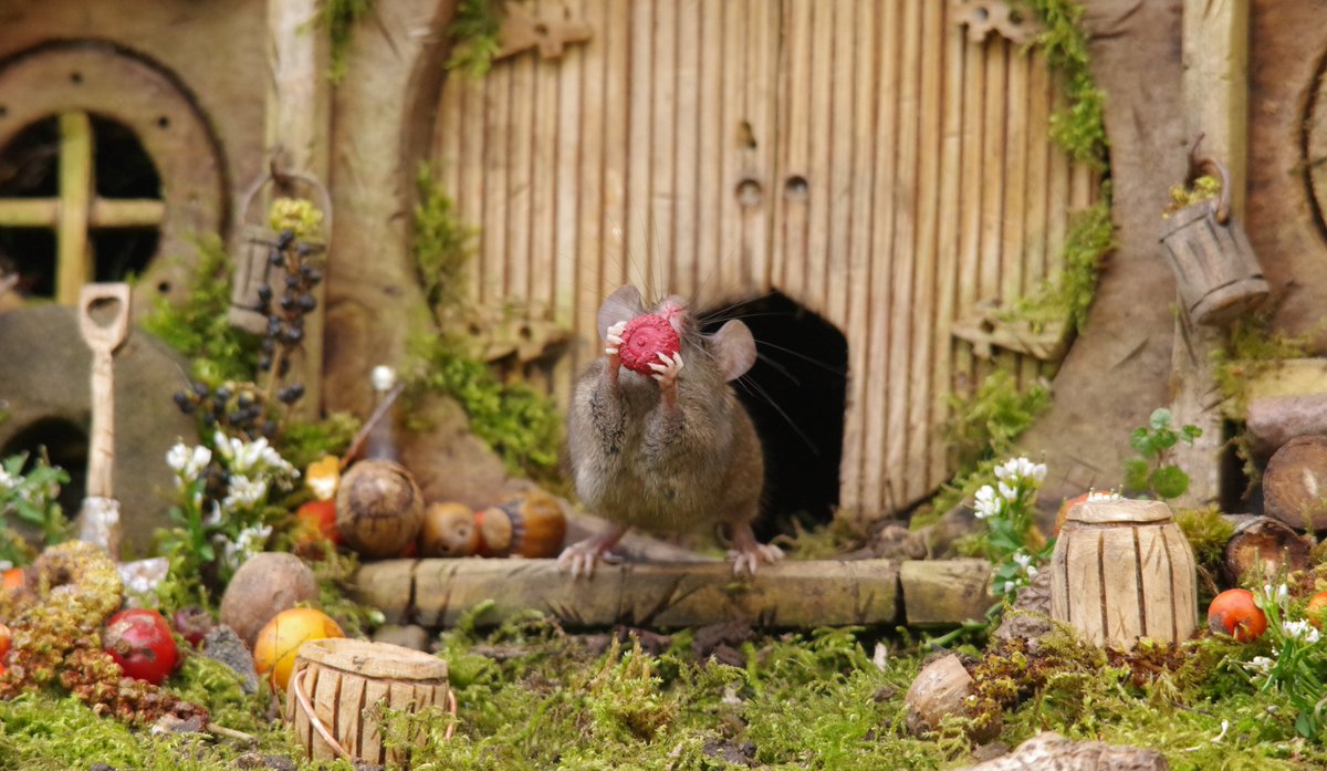 simon_dell_tog's tweet image. So we thought today we would do our bit for Comic Relief this year . So I asked the mice if they could make some red noses and come out wearing them .  #rednoseday #ComicRelief