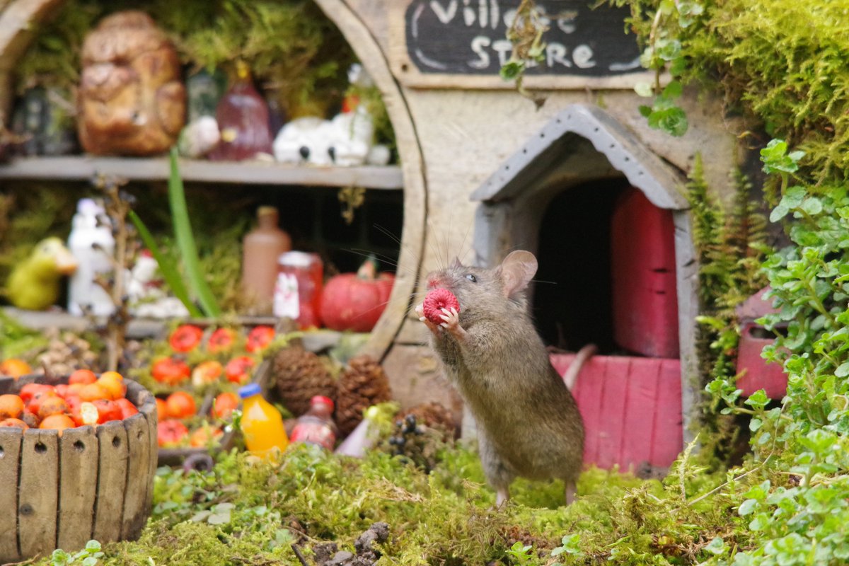 simon_dell_tog's tweet image. So we thought today we would do our bit for Comic Relief this year . So I asked the mice if they could make some red noses and come out wearing them .  #rednoseday #ComicRelief