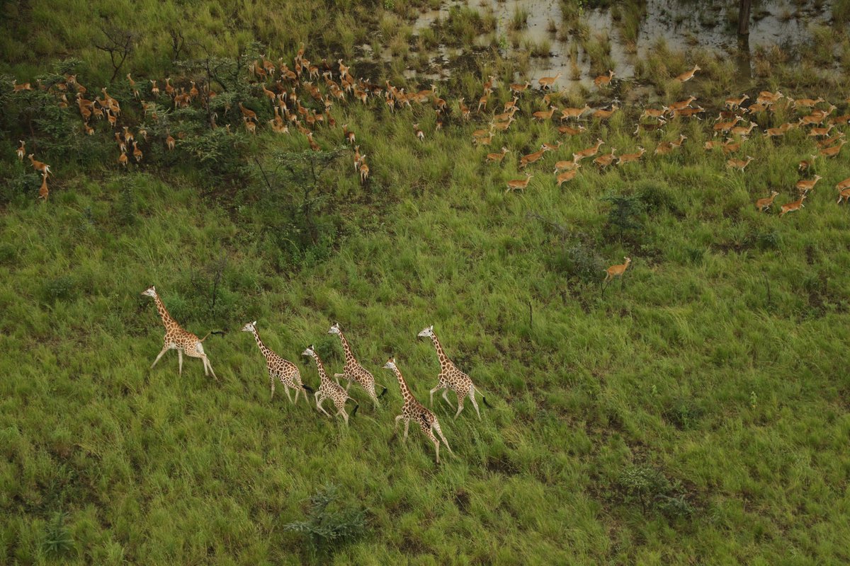 African Parks tweet media