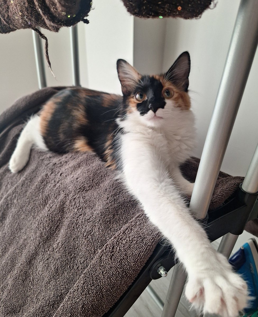 herkesin hayatına kimse karisamaz 
( bissuru kedi yatağı olmasına rağmen camasirlikta yatiyo )