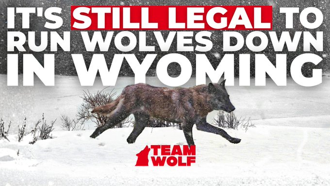 pepe_nature's tweet photo. #CodyRoberts #Justice #Wolf #Standforwolves #BoycottWyoming https://t.co/QN5uwoQhBE