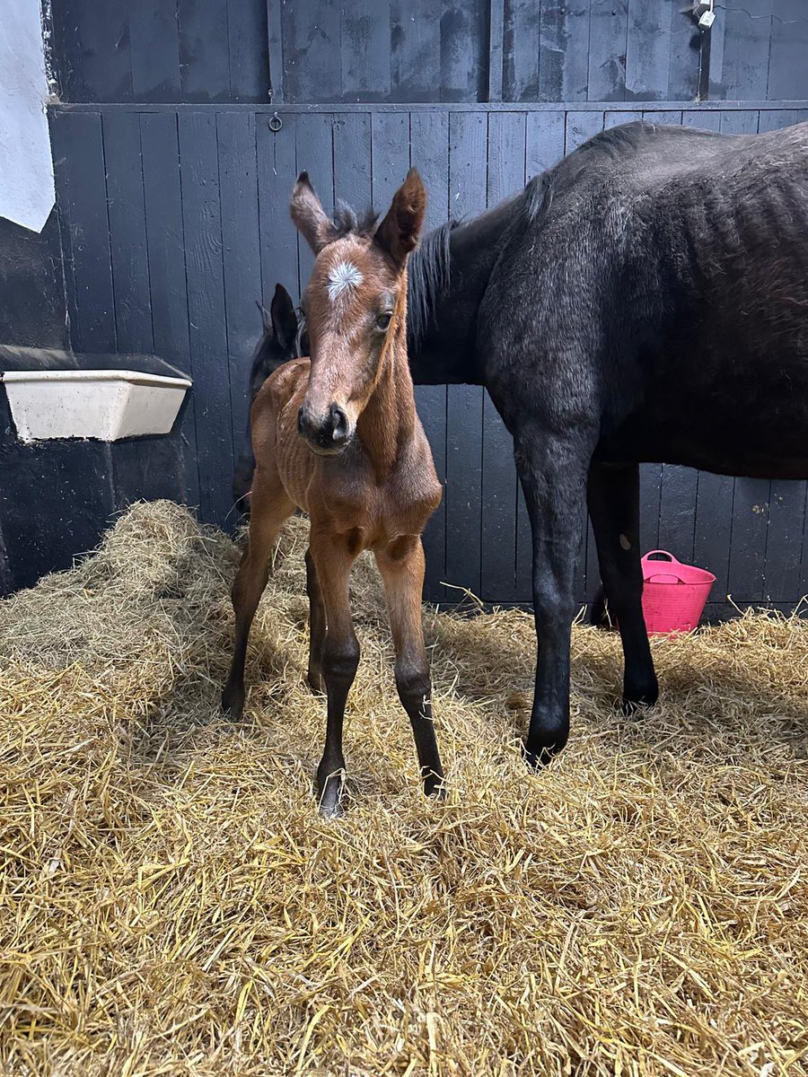 Gillonbldstk's tweet photo. Another new arrival last night, A very nice Ocovango filly 🐎😎 https://t.co/sOGGEtVGMk
