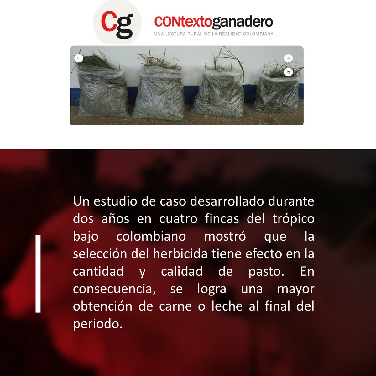 La Primavera Pasion Ganadera tweet media