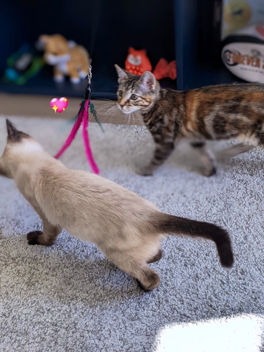 🦋Lavie tweet media