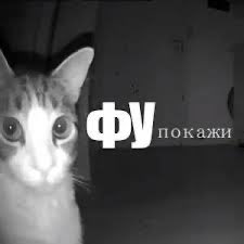 Черепаха Аха tweet media