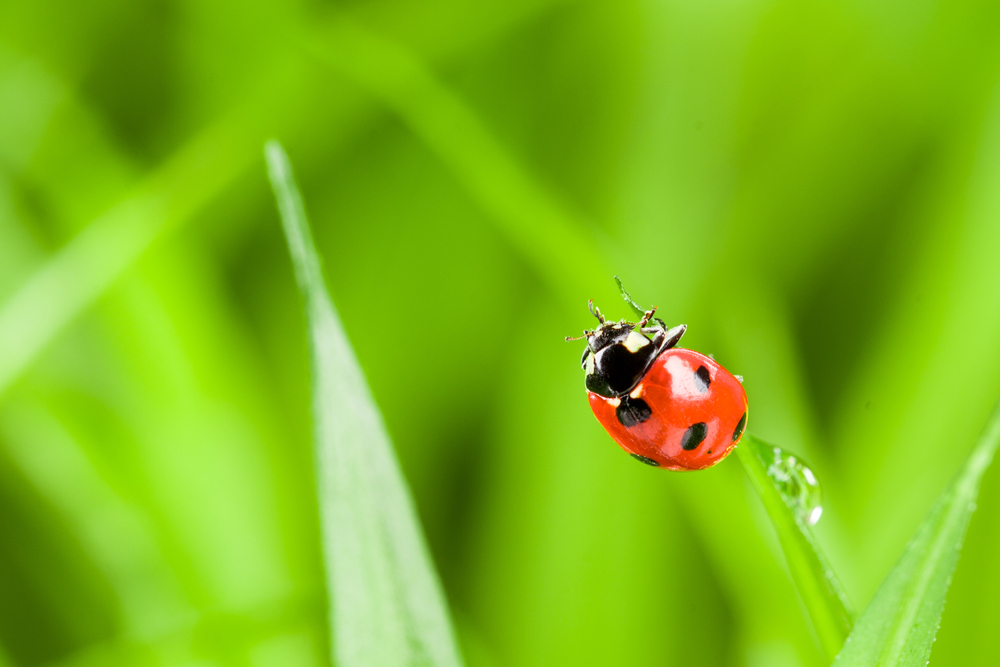 Pest Research Hub tweet media