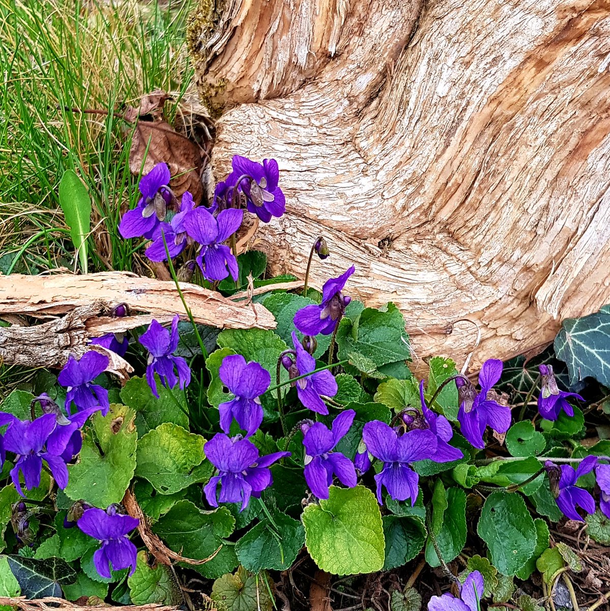 Violets 😊