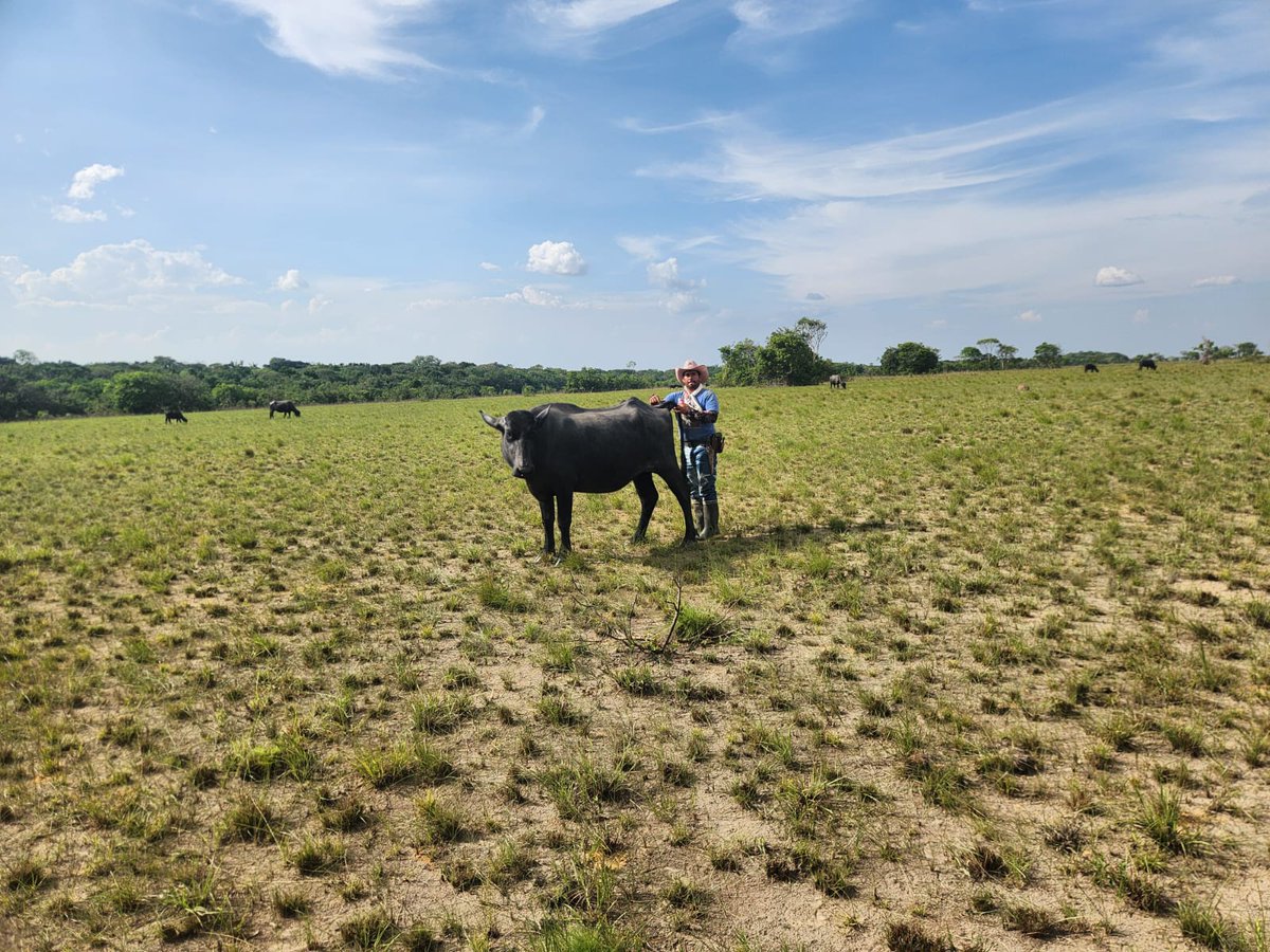 La Primavera Pasion Ganadera tweet media