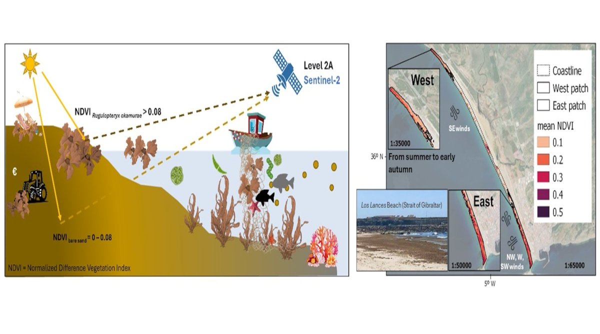RemoteSens_MDPI's tweet image. 💧🛰️ Assessing Golden #Tides from #Space: Meteorological Drivers in the Accumulation of the Invasive #Algae Rugulopteryx okamurae on #Coasts

✍️ Sara Haro et al.
🔗 brnw.ch/21x0AuO